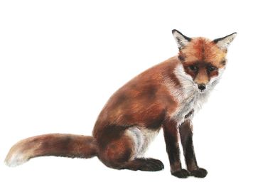 Fox Cub 8 by Jill Meager