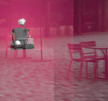 The Rose by Linda Chapman