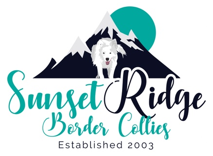 Sunset Ridge Border Collies