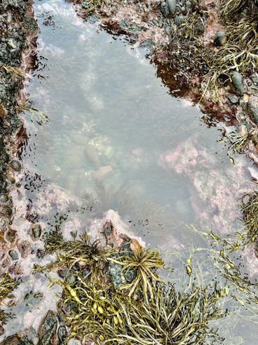 Tide pool with seaweed and rocks under clear water.
