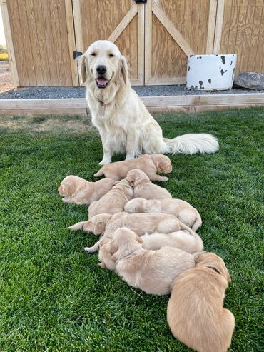 Golden retriever puppies for sale in Boise, ID