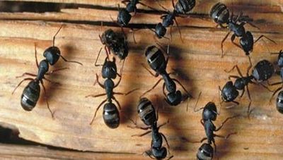 Carpenter Ant Exterminations Guaranteed for 1 year no Contracts.