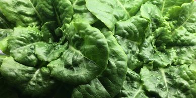 Our Lettuce head trials. highest nutrition , flavor and freshness