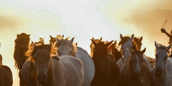Herd of horses running toward the camera at sunset.