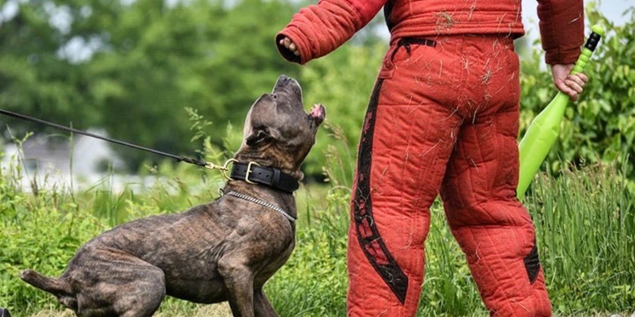 The best leather dog collar