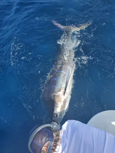 Marlin caught on Day trip by anglers Andrew Weiske and Doug Williams