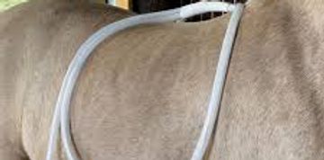 A light-colored horse with a white rope draped over its back inside a stable.