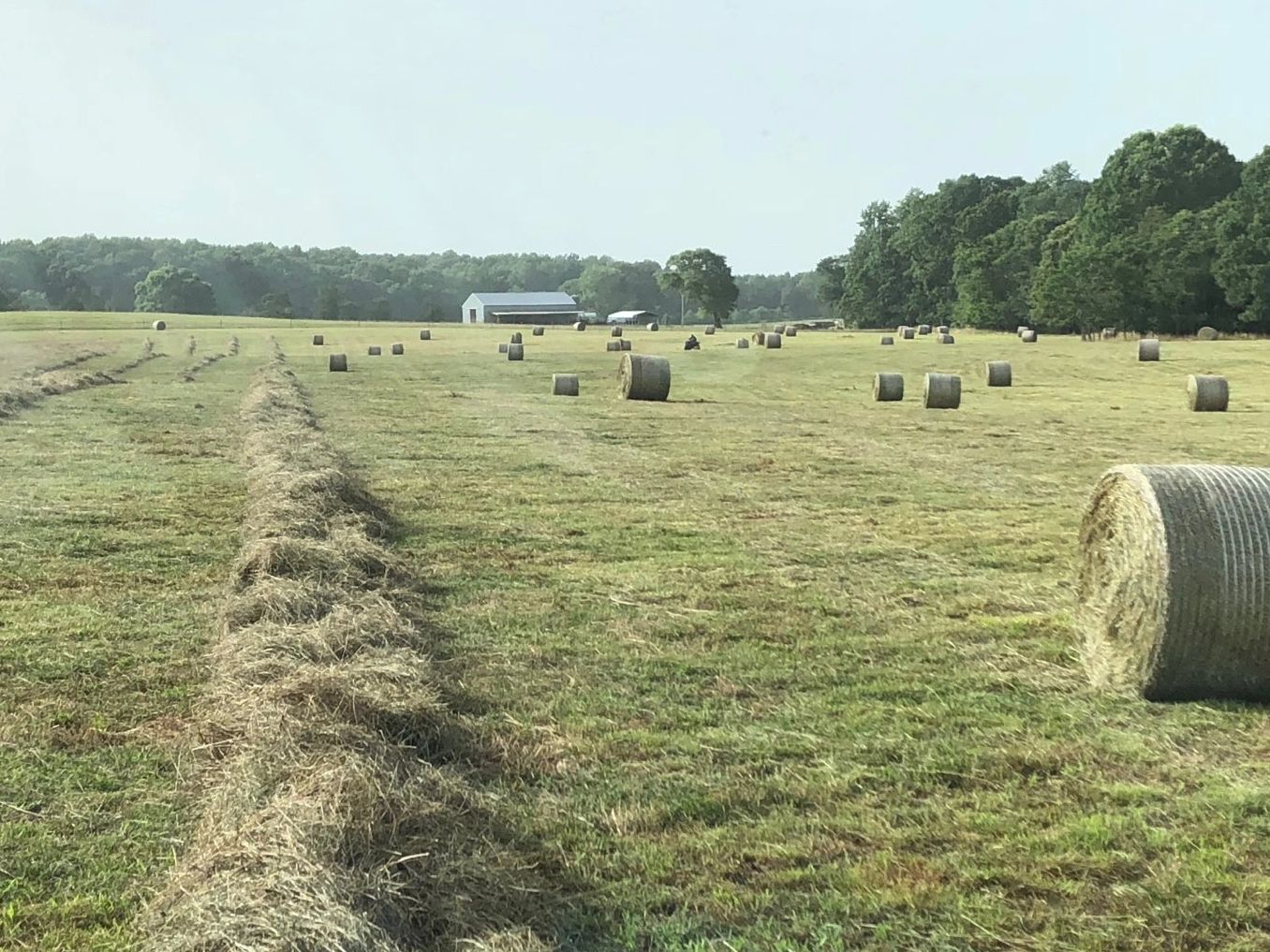 Rye/Fescue Mix Spring 2020 cut