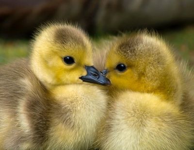 Two Ducklings snuggling