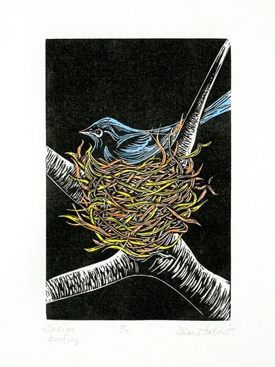 Minnesota Mezzotint Artist Indigo Bunting