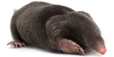 mole