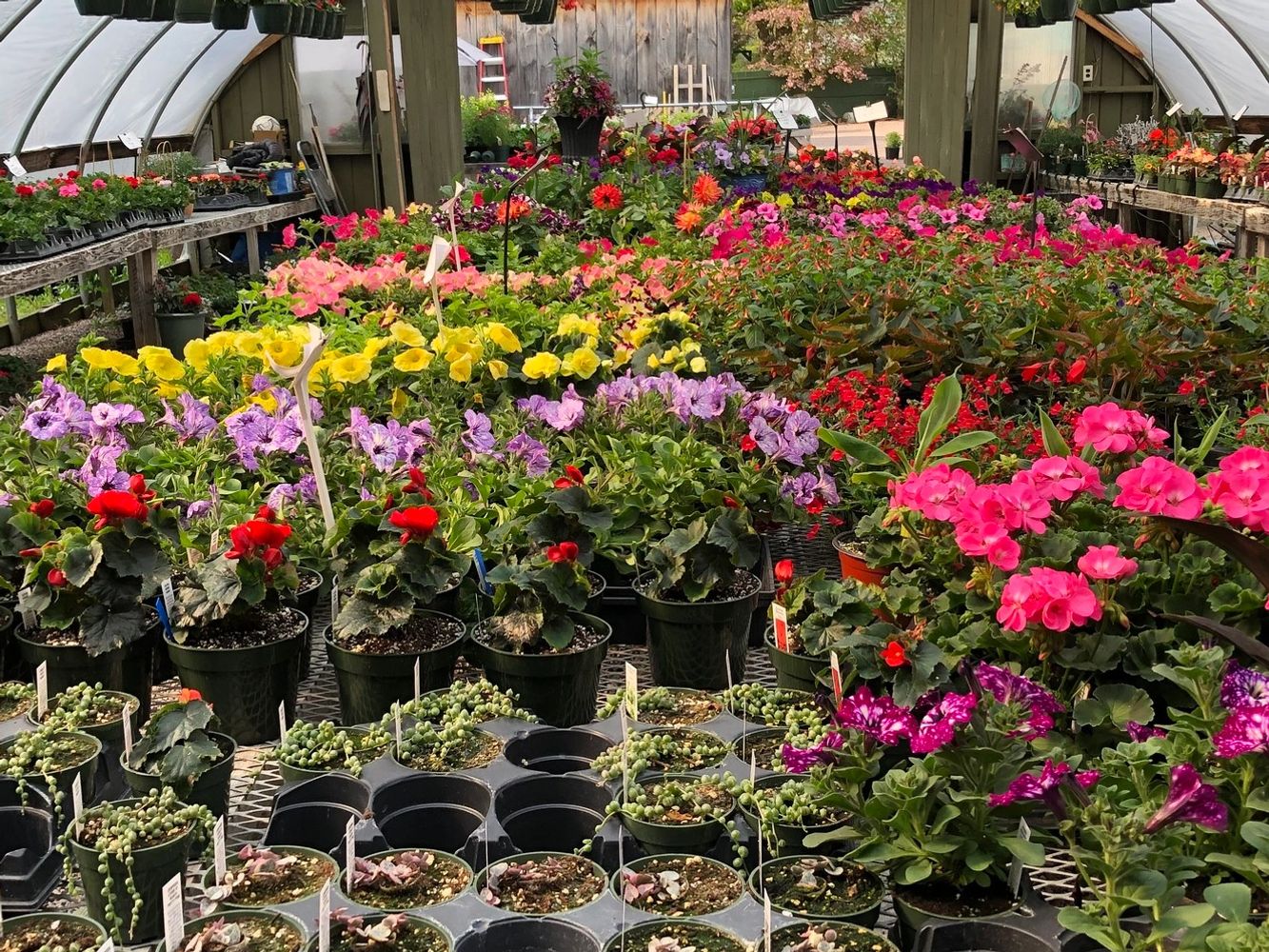greenhouse with plants in trays