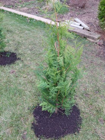 Young evergreen tree newly planted in a garden with fresh soil around its base.