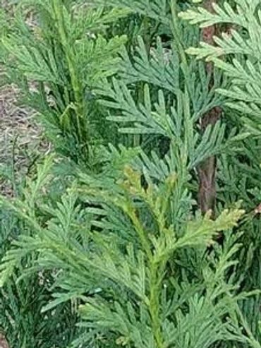 Young evergreen tree freshly planted in a garden bed with rich soil.