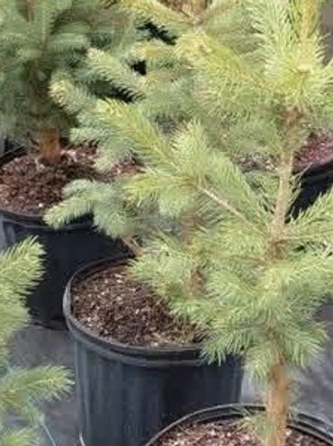 Young pine trees growing in black pots lined up outdoors.
