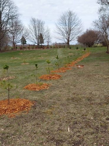 A row of newly planted trees with mulch around them on a grassy field.