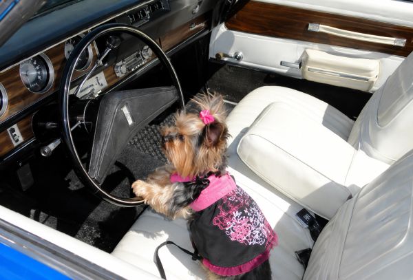 Small dog in vintage car.