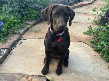 This sweet girl is happy in her home and we couldn't be more pleased!