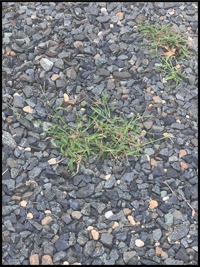 Weeds in a stone driveway