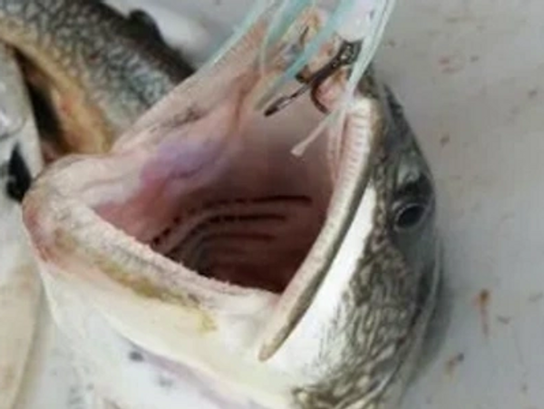 Head of a Sea Bass in a white color boat