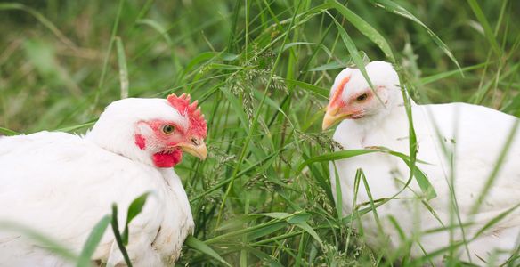Pasture raised chickens. Hen and Cockerel eating grass.