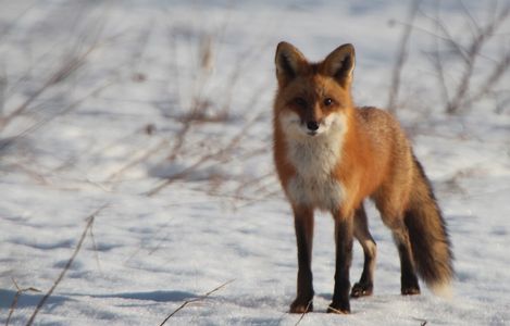 Red Fox - Port Williams, Nova Scotia