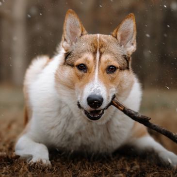 Dog playing with stick outdoors.