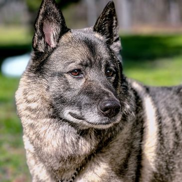 Close-up of a gray and black dog outdoors.