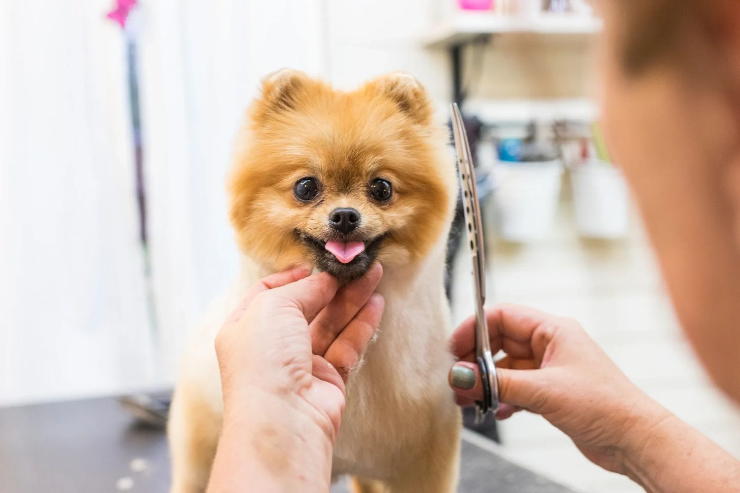 A Pomeranian dog getting a haircut, looking happy.