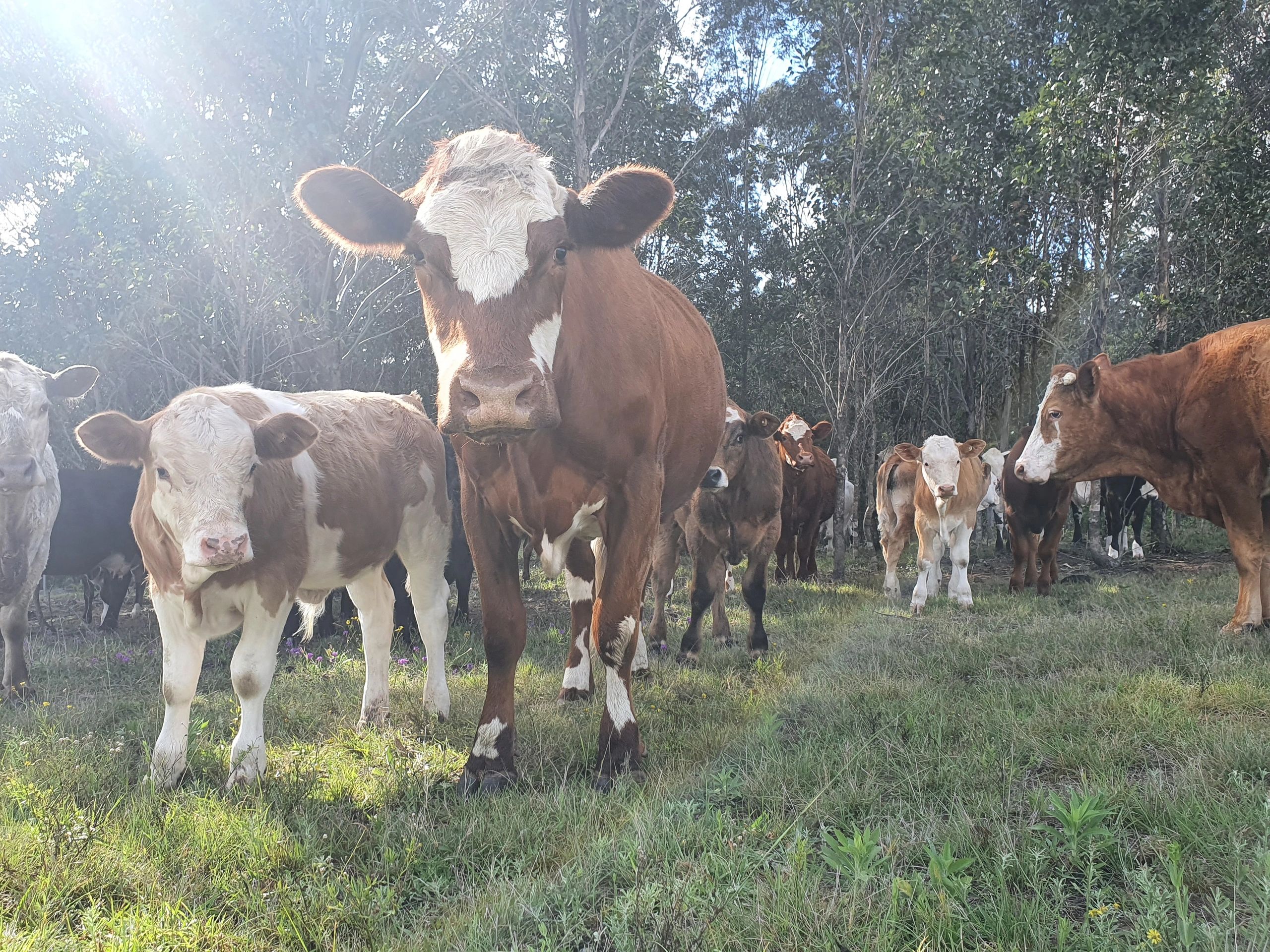 Local 1/4 cow meat produce