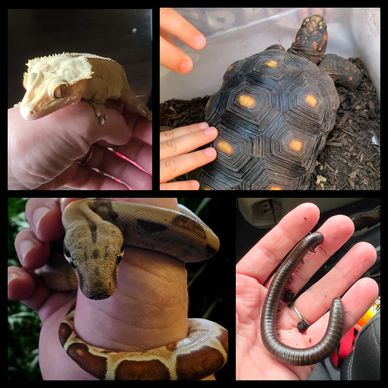 Four different reptiles/amphibians held or interacted with by hands.