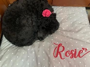 Rosie getting a snappy nappy in ♡