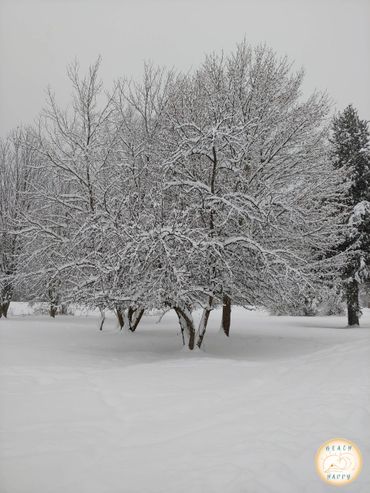 Snow covered tree in Ponderay, Idaho