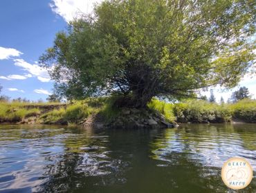 Willow Tree on Pack River near Sandpoint, Idaho