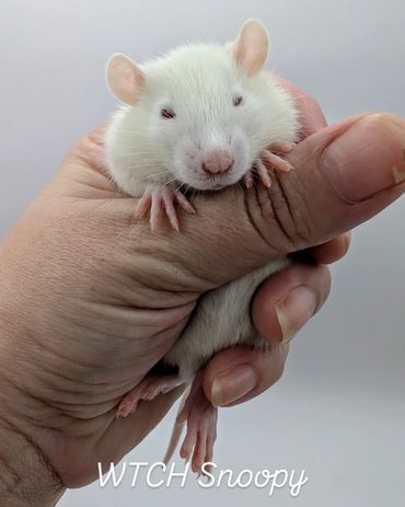 A baby rat named Snoopy