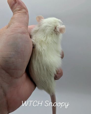 A baby rat named Snoopy