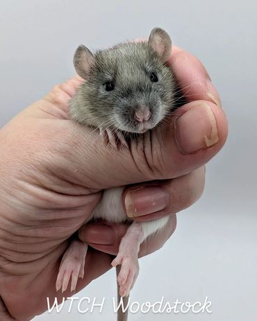A baby rat named Woodstock