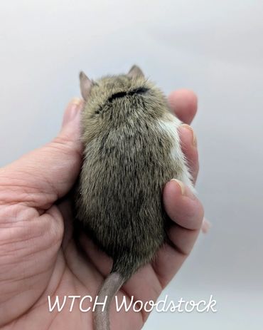 A baby rat named Woodstock