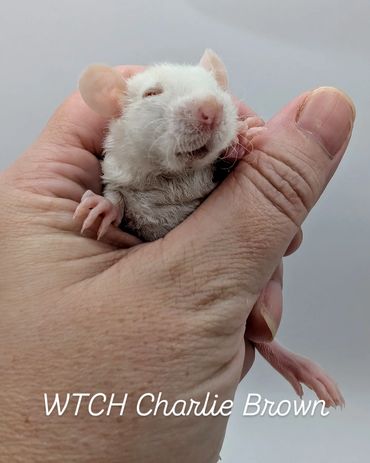A baby hairless rat named Charlie Brown