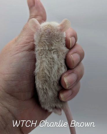 A baby hairless rat named Charlie Brown