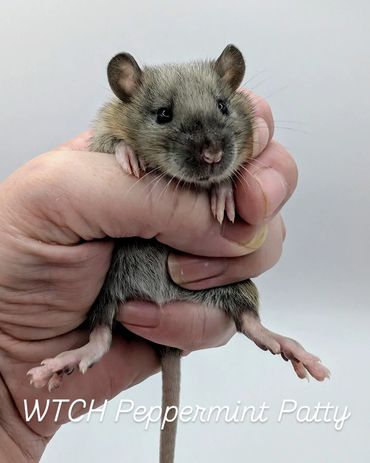 A baby rat named Peppermint Patty