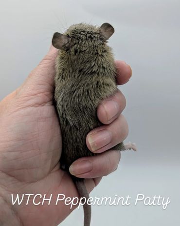 A baby rat named Peppermint Patty