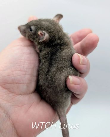 A baby hairless rat named Linus