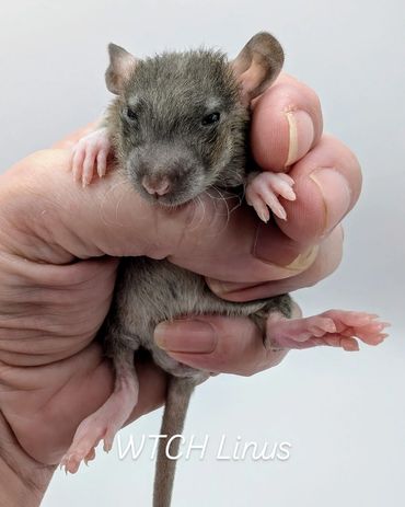 A baby hairless rat named Linus