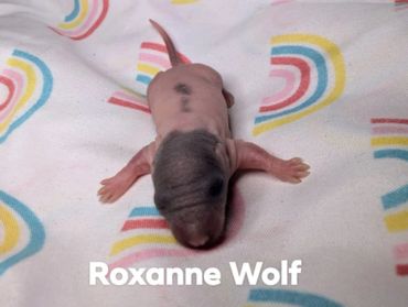 A baby rat named Roxanne Wolf