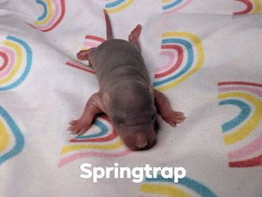 A baby rat named Springtrap