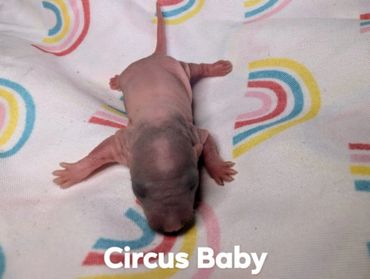 A baby rat named Circus Baby