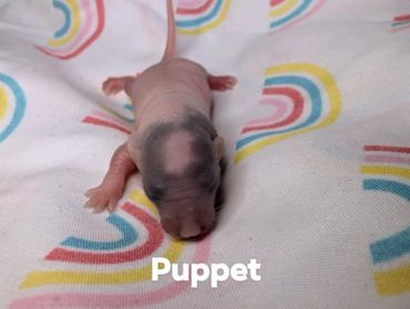 A baby rat named Puppet