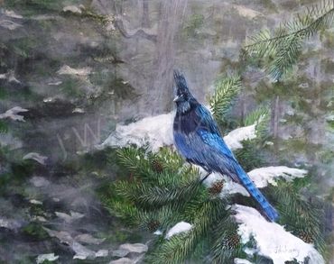 Blue Jay in a mountain pass in Northern Colorado, USA.