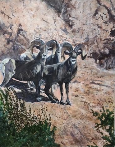 Three Canadian Bighorn Sheep just outside of Jasper, Alberta, wonder what the camera clicks are!